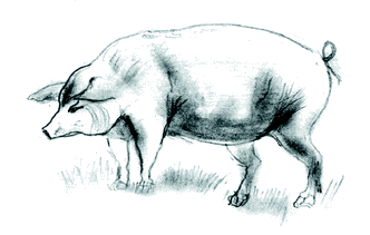 PIG